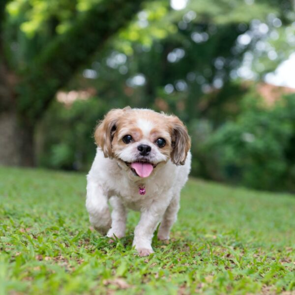 Portrait of a cute Shih Tzu dog